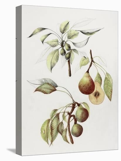 Pine Street Pears-Deborah Kopka-Premier Image Canvas