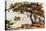 Pine-Tree at Matsushima-Ella Du Cane-Premier Image Canvas