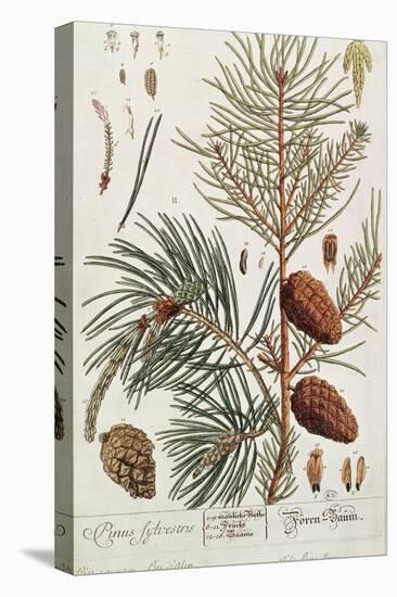 Pine Tree, from A Curious Herbal, Published in Nuremburg in 1757-Elizabeth Blackwell-Premier Image Canvas