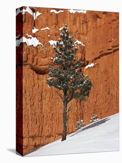 Pine Tree in Front of Red-Rock Face with Snow on the Ground, Dixie National Forest, North America-James Hager-Premier Image Canvas