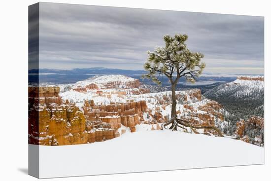 Pine tree in winter clings to the rim at Bryce Canyon National Park, Utah, USA-Panoramic Images-Premier Image Canvas