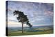 Pine Tree on Raddon Hill, Looking over Agricultural Countryside, Mid Devon, England. Summer-Adam Burton-Premier Image Canvas