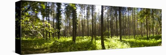 Pine Trees in a Forest, Thetford Forest, Norfolk, England-null-Premier Image Canvas