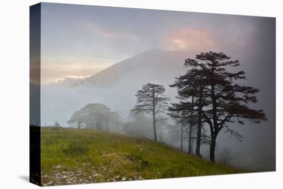 Pine Trees in Clouds, Llogoraja National Park, Albania, June 2009-Geidemark-Premier Image Canvas