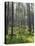 Pine Trees in Great Wood, Borrowdale, Lake District, Cumbria, England, United Kingdom, Europe-Nigel Blythe-Premier Image Canvas