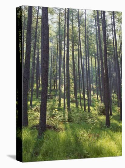 Pine Trees in Great Wood, Borrowdale, Lake District, Cumbria, England, United Kingdom, Europe-Nigel Blythe-Premier Image Canvas