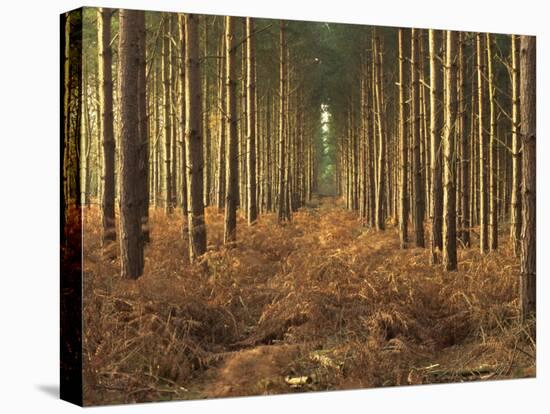 Pine Trees in Rows in Morning Light, Norfolk Wood, Norfolk, England, United Kingdom, Europe-Charcrit Boonsom-Premier Image Canvas