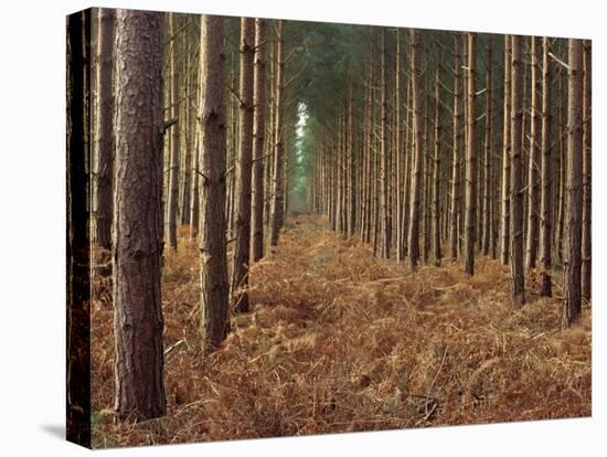 Pine Trees in Rows, Norfolk Wood, Norfolk, England, United Kingdom, Europe-Charcrit Boonsom-Premier Image Canvas