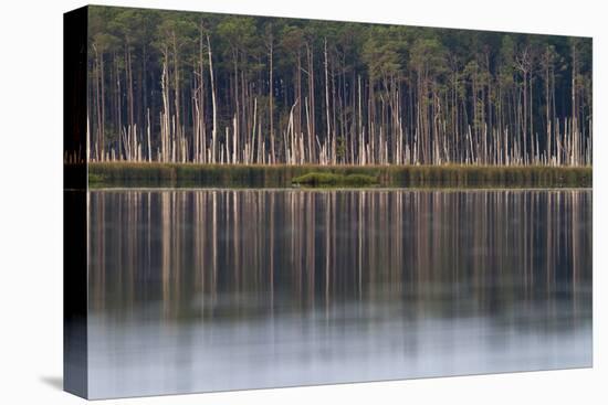 Pine Trees Killed By Brackish Water Of Rising Sea Level, Blackwater NWR, Cambridge, MD-Karine Aigner-Premier Image Canvas