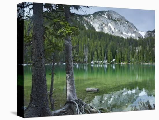 Pine trees on the edge of Fairy Lake, Montana-Tim Fitzharris-Stretched Canvas