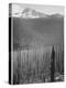 Pine Trees Snow Covered Mts In Bkgd "Burned Area Glacier National Park" Montana 1933-1942-Ansel Adams-Stretched Canvas
