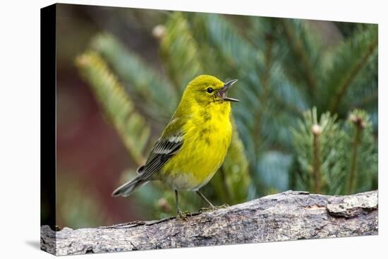 Pine Warbler-Gary Carter-Premier Image Canvas