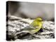 Pine Warbler-Gary Carter-Premier Image Canvas