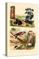Pine Weevil, 1833-39-null-Premier Image Canvas
