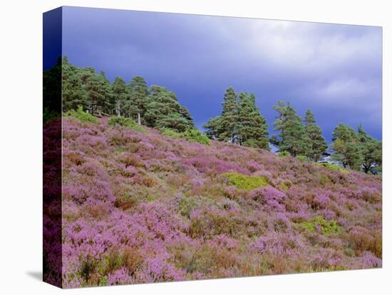Pine Woodland and Heather, Abernethy RSPB Reserve, Cairngorms National Park, Scotland, UK-Pete Cairns-Premier Image Canvas