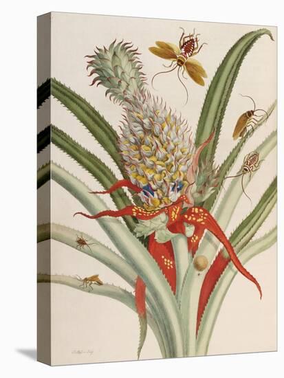 Pineapple (Ananas) with Surinam Insects-Maria Sibylla Merian-Premier Image Canvas