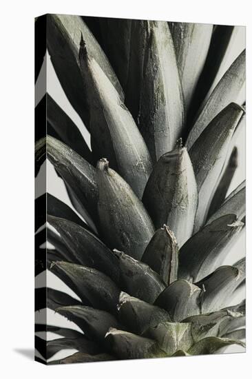 Pineapple close up-1x Studio III-Premier Image Canvas