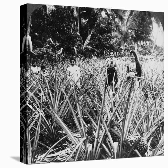 Pineapple Fields, Mayaguez, Puerto Rico-Underwood & Underwood-Premier Image Canvas