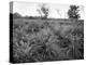 Pineapple Grove, Jamaica, C1905-Adolphe & Son Duperly-Premier Image Canvas