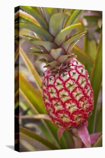 Pineapple Growing on the Dole Pineapple Plantation-Jon Hicks-Premier Image Canvas