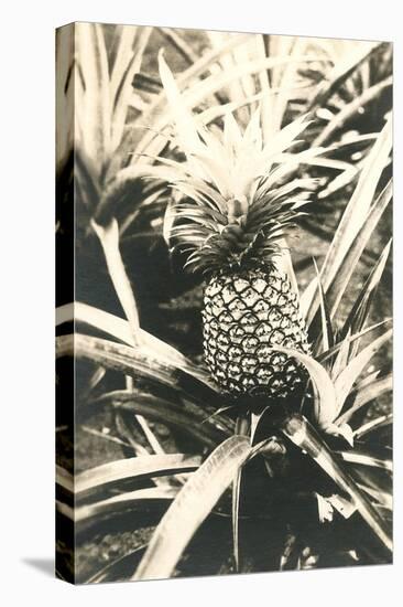 Pineapple on Plant-null-Stretched Canvas