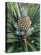 Pineapple Plant with Fruit-Sinclair Stammers-Premier Image Canvas