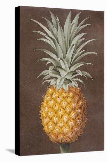 Pineapple-null-Premier Image Canvas