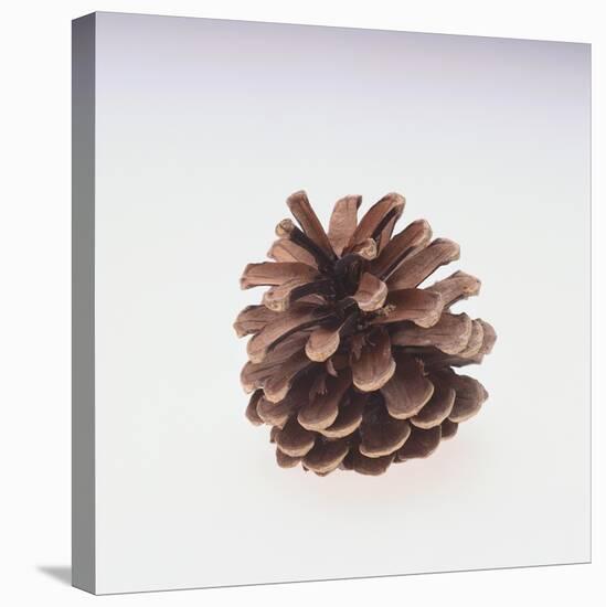 Pinecone-DLILLC-Premier Image Canvas