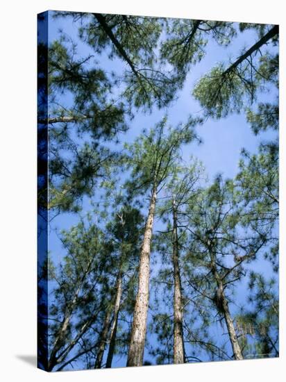 Pines and Sky, Mountain Pine Ridge, Belize, Cental America-Upperhall-Premier Image Canvas