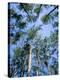 Pines and Sky, Mountain Pine Ridge, Belize, Cental America-Upperhall-Premier Image Canvas