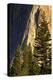 Pines at base of El Capitan, Yosemite National Park, California-Adam Jones-Premier Image Canvas