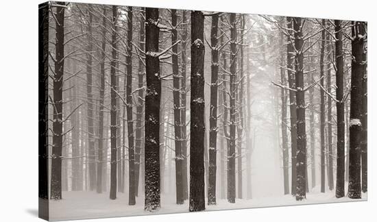 Pines in Snow-James McLoughlin-Stretched Canvas