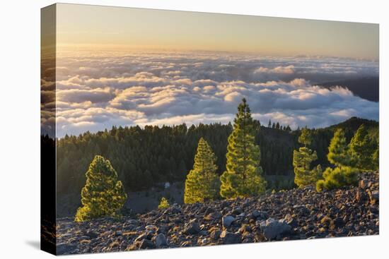 Pines in the Parque Natural Cumbre Vieja, Island La Palma, Canary Islands, Spain-Rainer Mirau-Premier Image Canvas