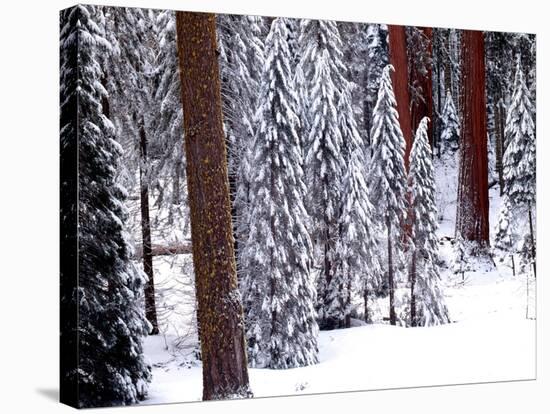 Pines in Winter, California ‘95-Monte Nagler-Premier Image Canvas