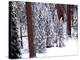 Pines in Winter, California ‘95-Monte Nagler-Premier Image Canvas