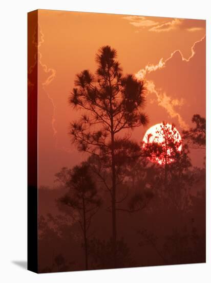 Pines Silhouetted at Sunrise, Everglades National Park, Florida, USA-Adam Jones-Premier Image Canvas