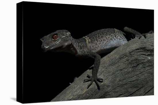 Pingxiang Cave Gecko (Goniurosaurus Luii) Clinging to Tree Trunk with Strong Red Eyes-Shibai Xiao-Premier Image Canvas