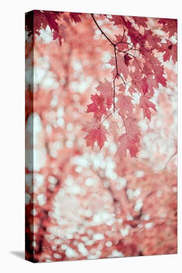 Pink and Coral Maple Leaves-Brooke T. Ryan-Premier Image Canvas