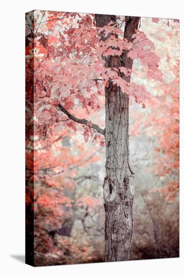 Pink and Coral Maple Tree-Brooke T. Ryan-Premier Image Canvas