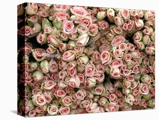 Pink and Cream Rose Bud Bunches-Owen Franken-Premier Image Canvas