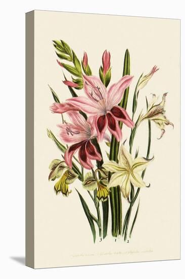 Pink and Other Gladioli-null-Premier Image Canvas