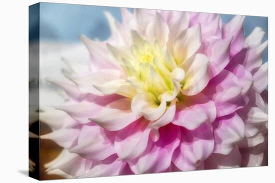 Pink and white dahlia, Gitts Perfection, USA-Lisa Engelbrecht-Premier Image Canvas