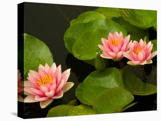 Pink and White Hardy Water Lilies, Kenilworth Aquatic Gardens, Washington DC, USA-Corey Hilz-Premier Image Canvas