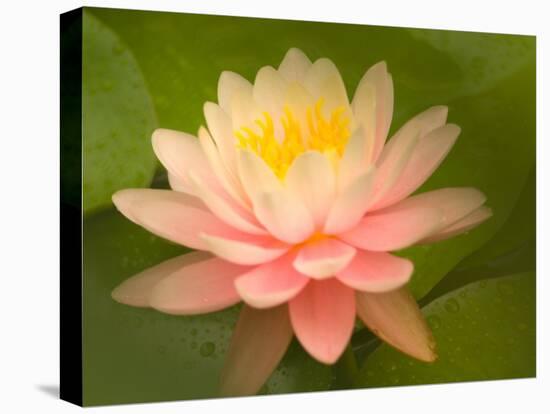 Pink and White Hardy Water Lily, Union Mills, Westminster, Maryland, USA-Corey Hilz-Premier Image Canvas