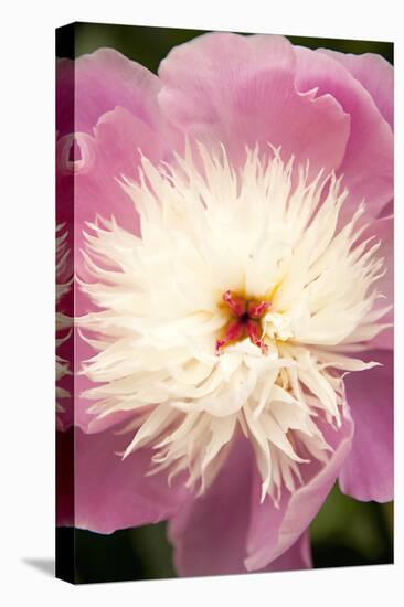 Pink and White Peony I-Karyn Millet-Premier Image Canvas