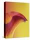 Pink and Yellow Calla Lily-Clive Nichols-Premier Image Canvas