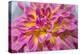 Pink and yellow dahlia, Kidd's Climax, USA-Lisa Engelbrecht-Premier Image Canvas