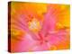 Pink and Yellow Hibiscus, San Francisco, California, USA-Julie Eggers-Premier Image Canvas