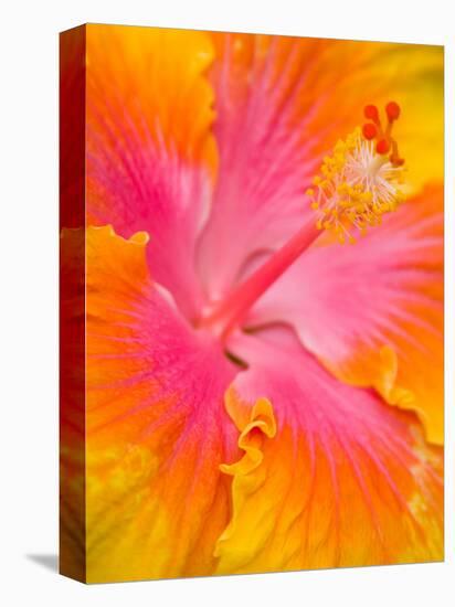 Pink and Yellow Hibiscus, San Francisco, California, USA-Julie Eggers-Premier Image Canvas
