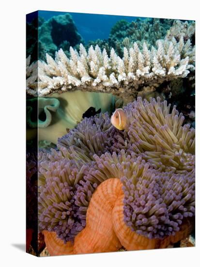 Pink Anemeonefish Peering from Tenticles of Magnificent Sea Anemone-Stephen Frink-Premier Image Canvas